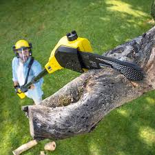 Best Arborist Consultation Services  in Hidden Hills, CA