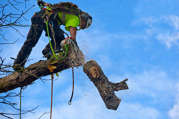 Reliable Hidden Hills, CA Tree Removal Services Solutions