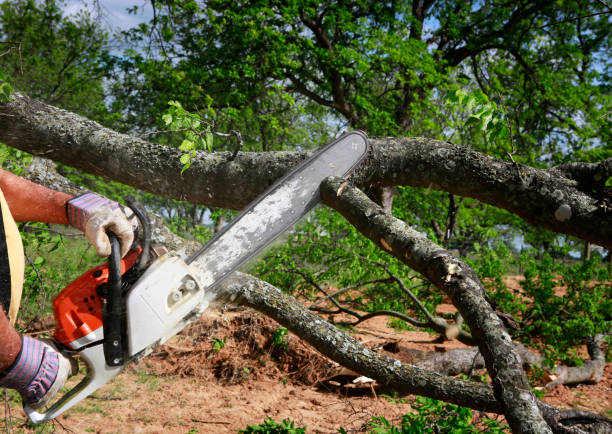 Best Storm Damage Tree Cleanup  in Hidden Hills, CA